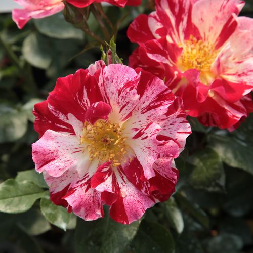 Vendita, rose rose climber - rosso - bianco - Rosa Fourth of July™ - rosa dal profumo discreto - Tom Carruth - ,-